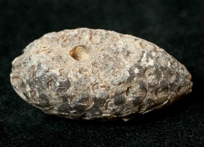 Agatized Fossil Pine (Seed) Cone From Morocco #17475
